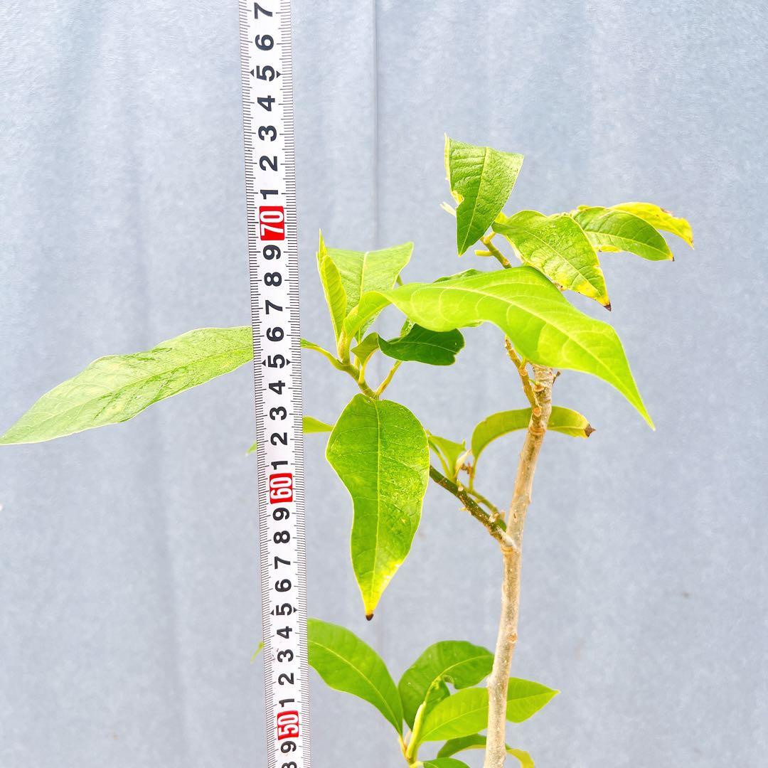 現品　キンコウボク　金厚朴　希少　87番　観葉植物　植木　インテリアグリーン