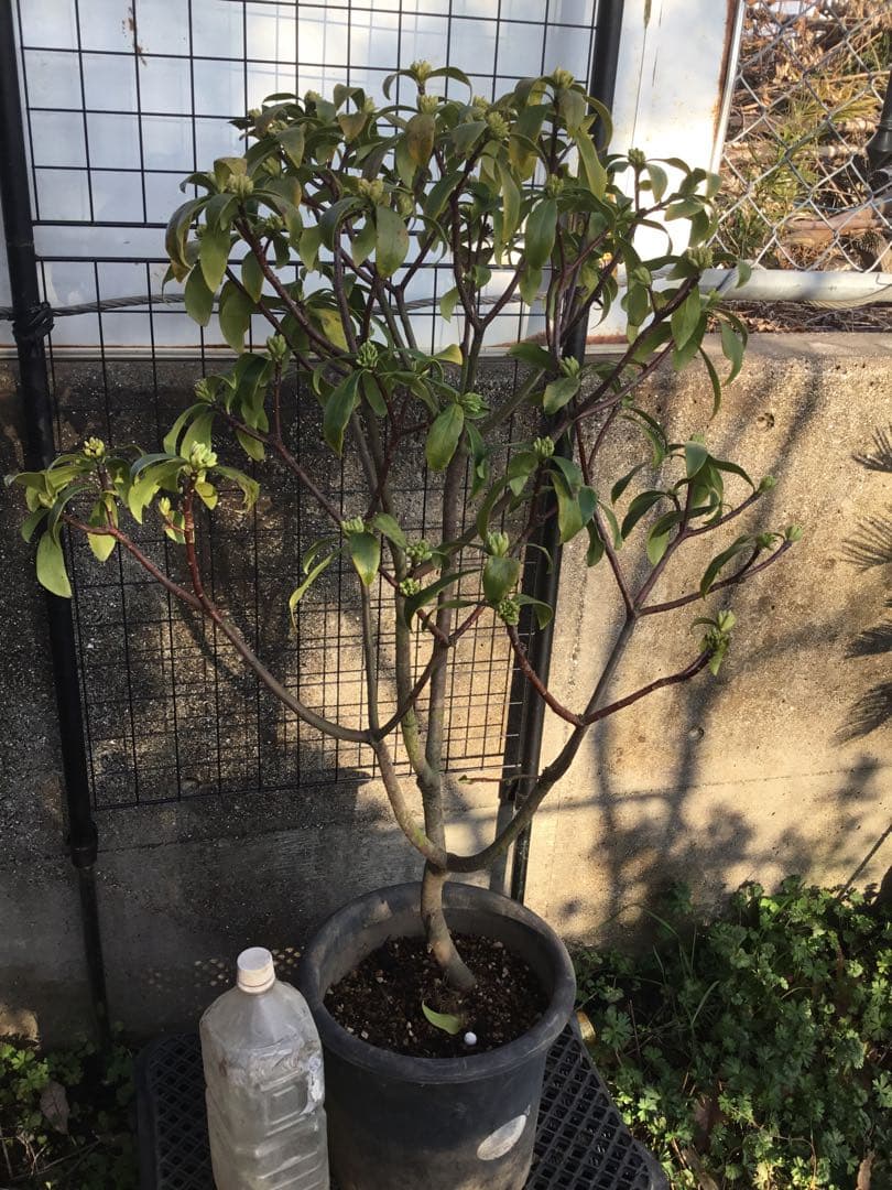 沈丁花　白８０センチ
