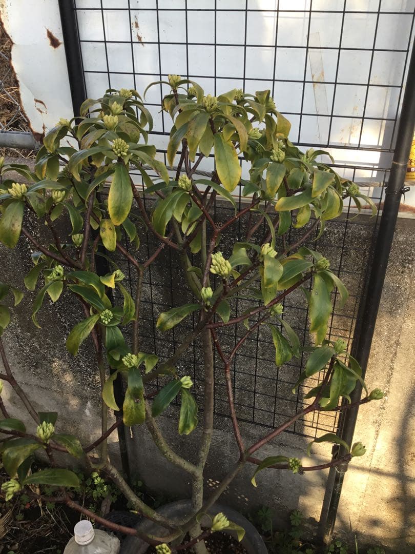 沈丁花　白８０センチ