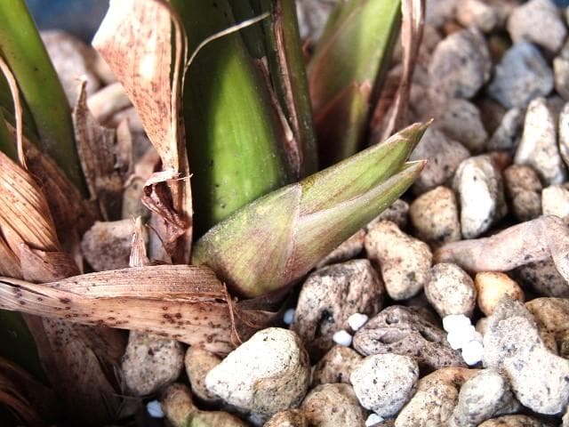☘ミスマフェット蘭 花芽計６つ【株分け済】鉢抜き発送☘