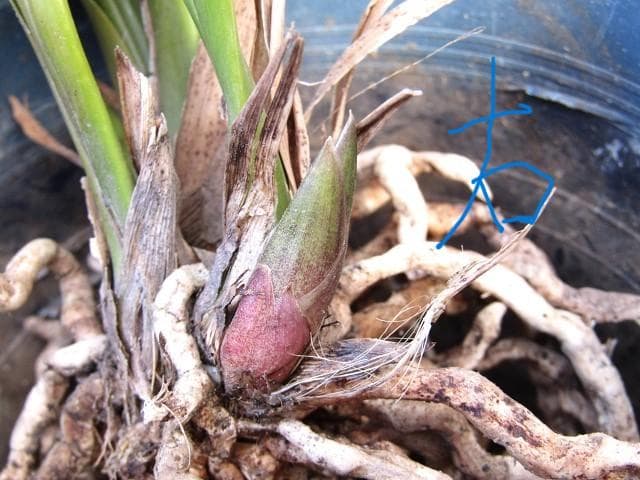 ☘ミスマフェット蘭 花芽計６つ【株分け済】鉢抜き発送☘
