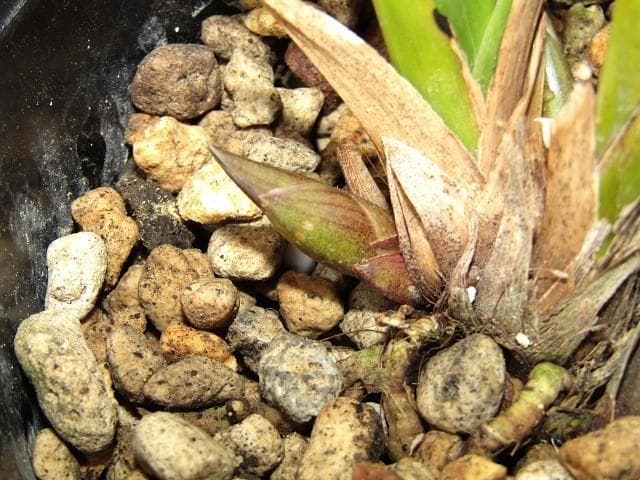 ☘ミスマフェット蘭 花芽計６つ【株分け済】鉢抜き発送☘