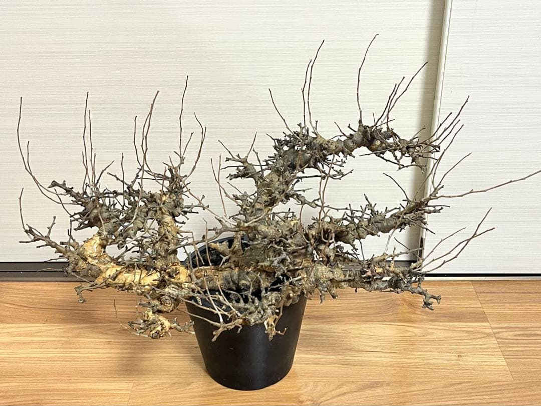 【マッスル坊主】コミフォラ エイル 特大 現地球 発根済