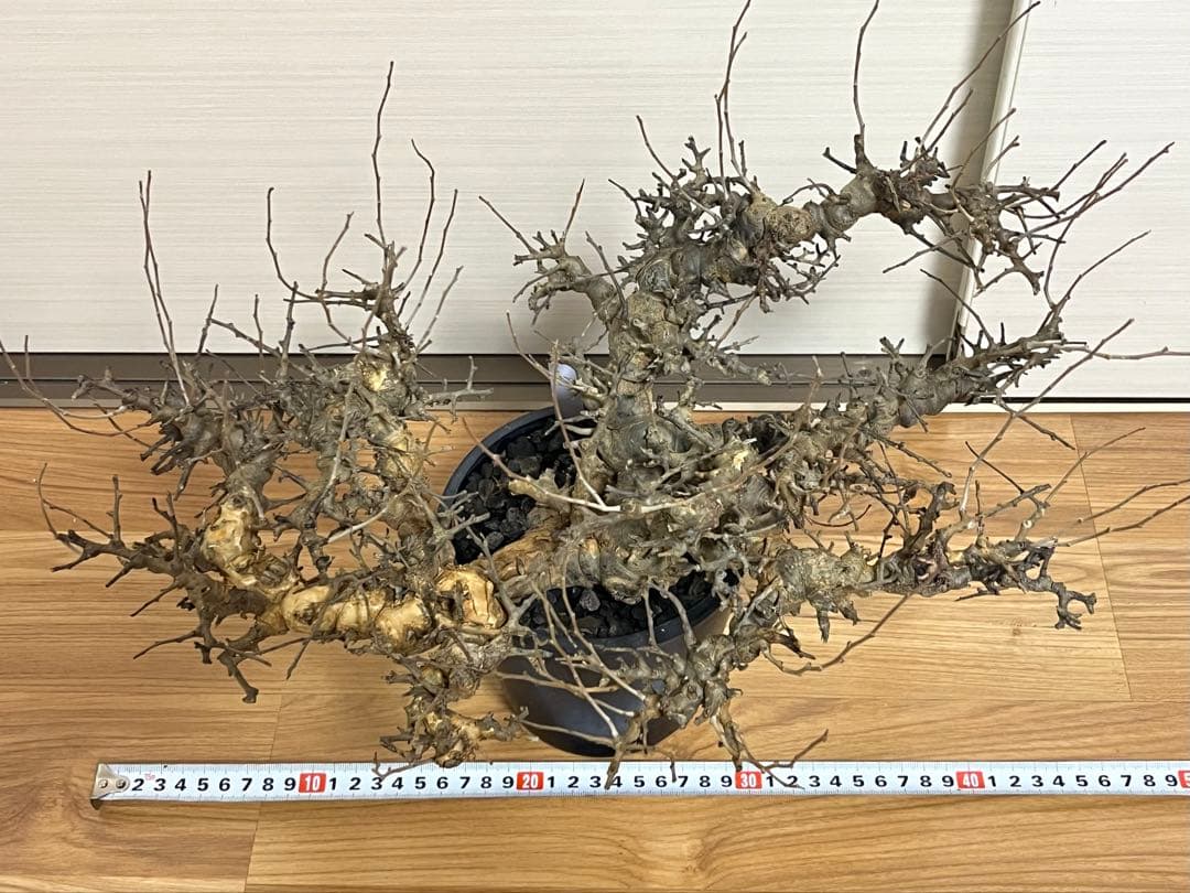 【マッスル坊主】コミフォラ エイル 特大 現地球 発根済