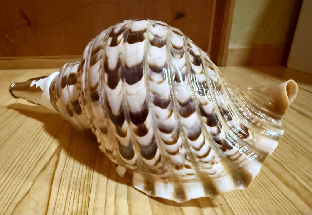 修験道法螺貝36.5㎝　山伏　密教　魔除け　熊よけ❣️ホラガイ　ほら貝
