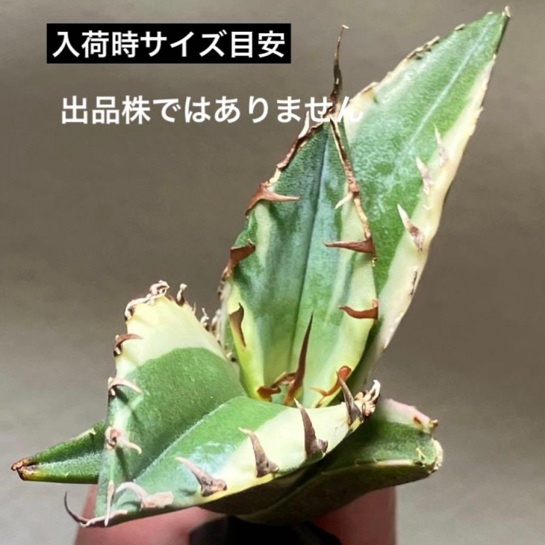 【鉢ごと発送】サイズ大　太斑　活着株　アガべ　チタノタ　白鯨錦　覆輪斑　TC