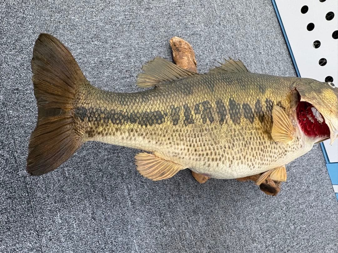 ブラックバス　68cm 剥製