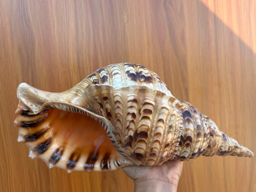 法螺貝36.1cm