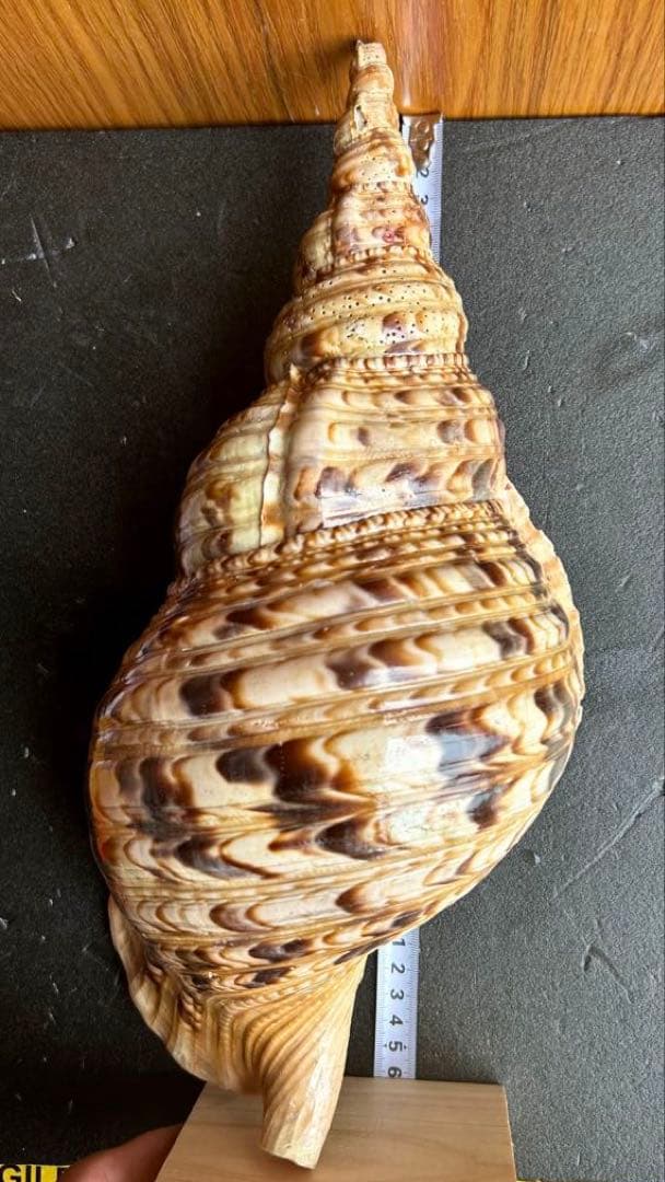 法螺貝36.1cm