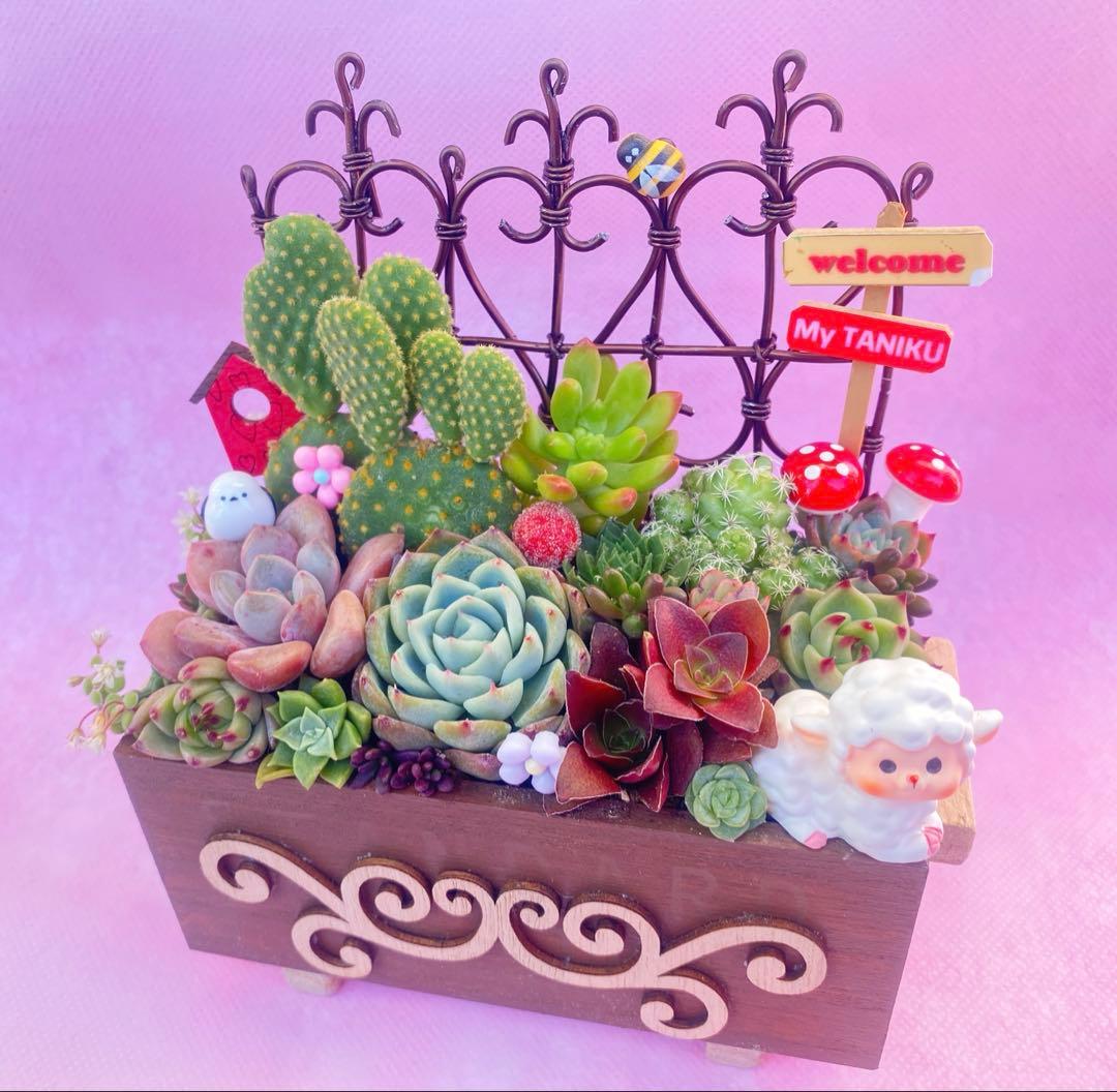 サボテン◆多肉寄せ植え◆ワイヤーフェンス◆木箱