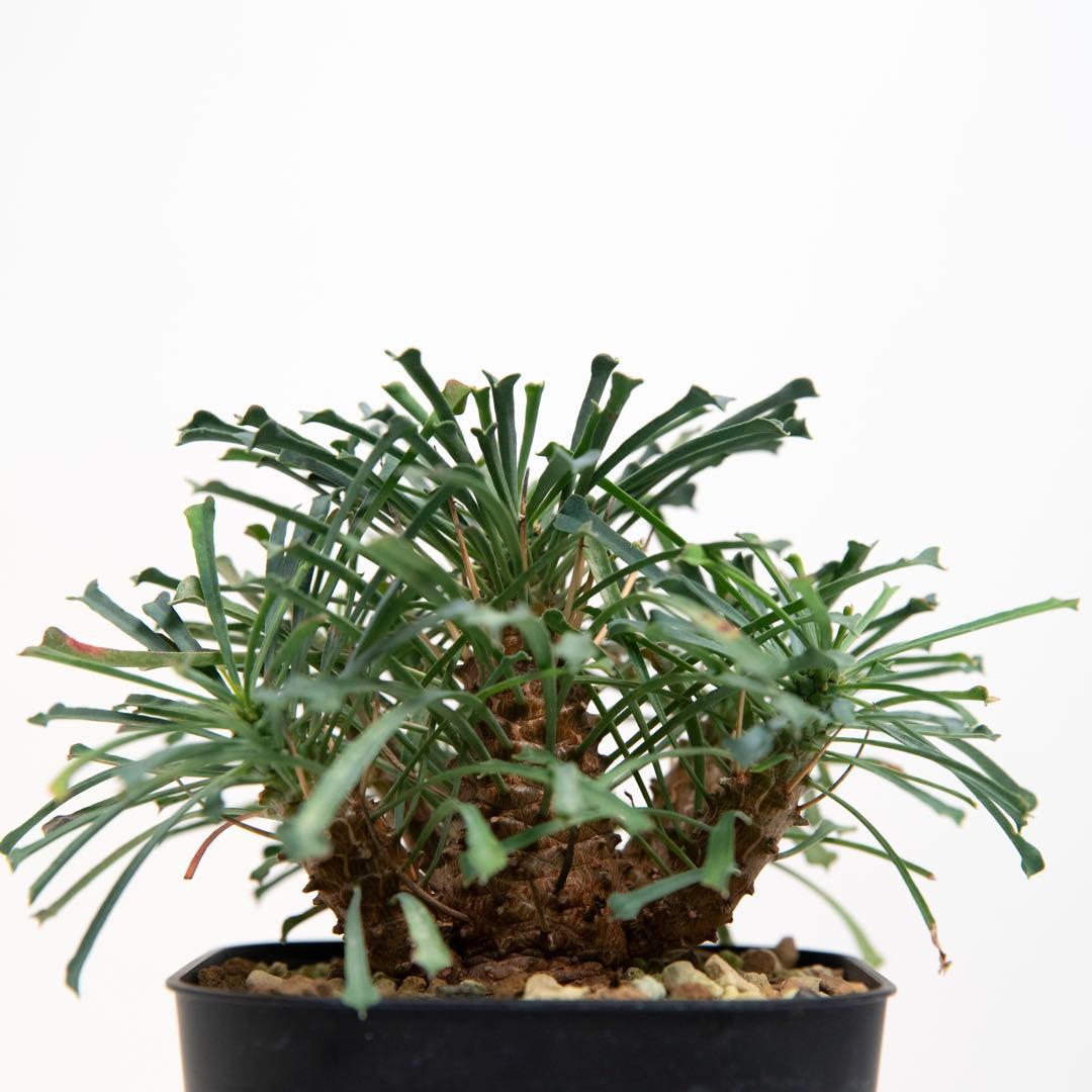 ユーフォルビア ムルチフォリア　Euphorbia multifolia