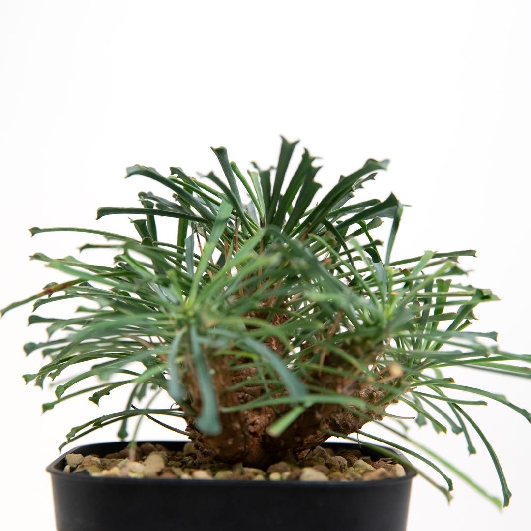 ユーフォルビア ムルチフォリア　Euphorbia multifolia