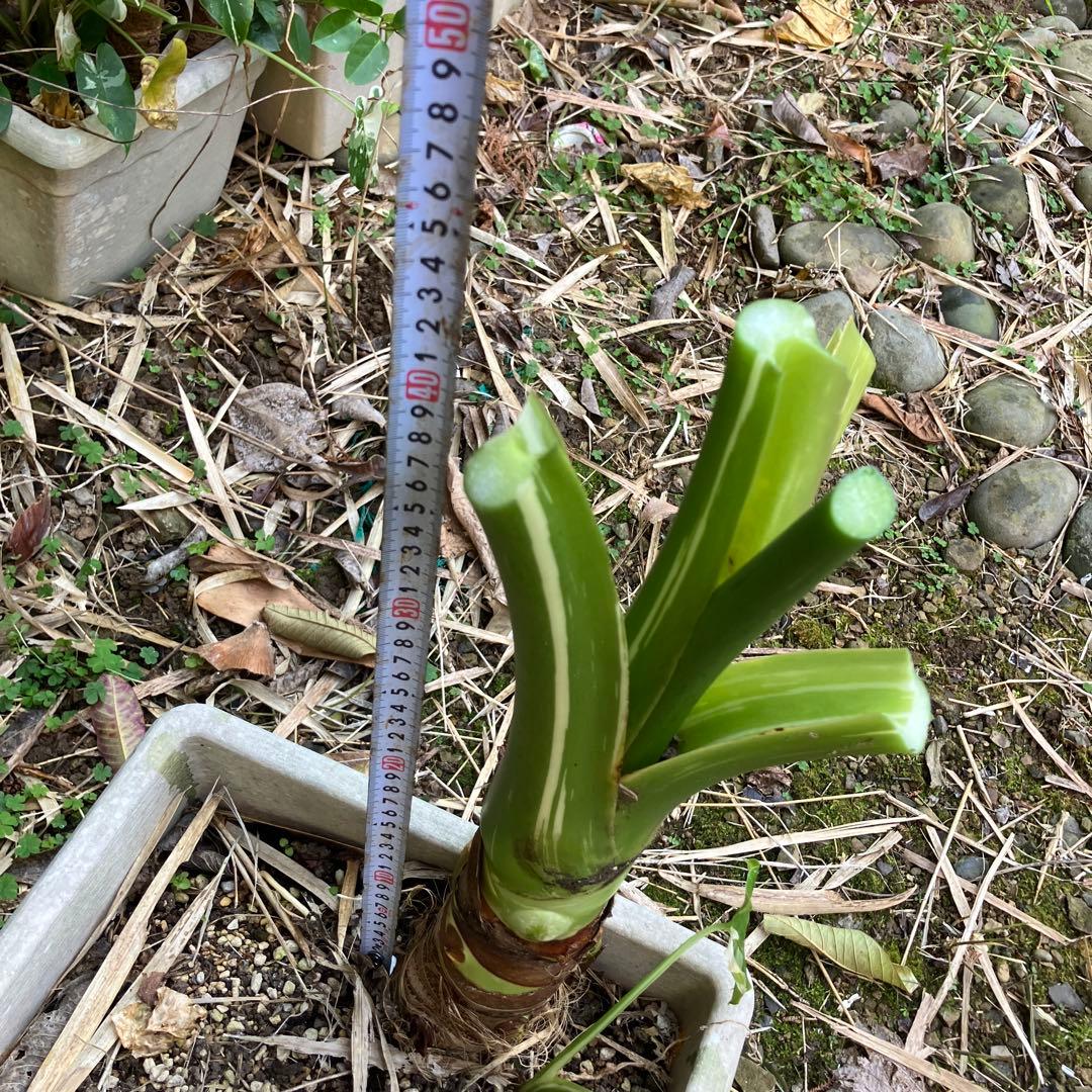 幹立ち　芋付き　斑入り　くわずいも　大小5株　クワズイモ
