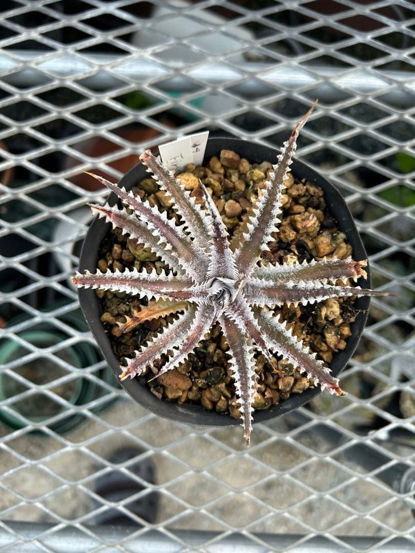 メガレア ビルベイカー ディッキア Dyckia First Cousin ⑷