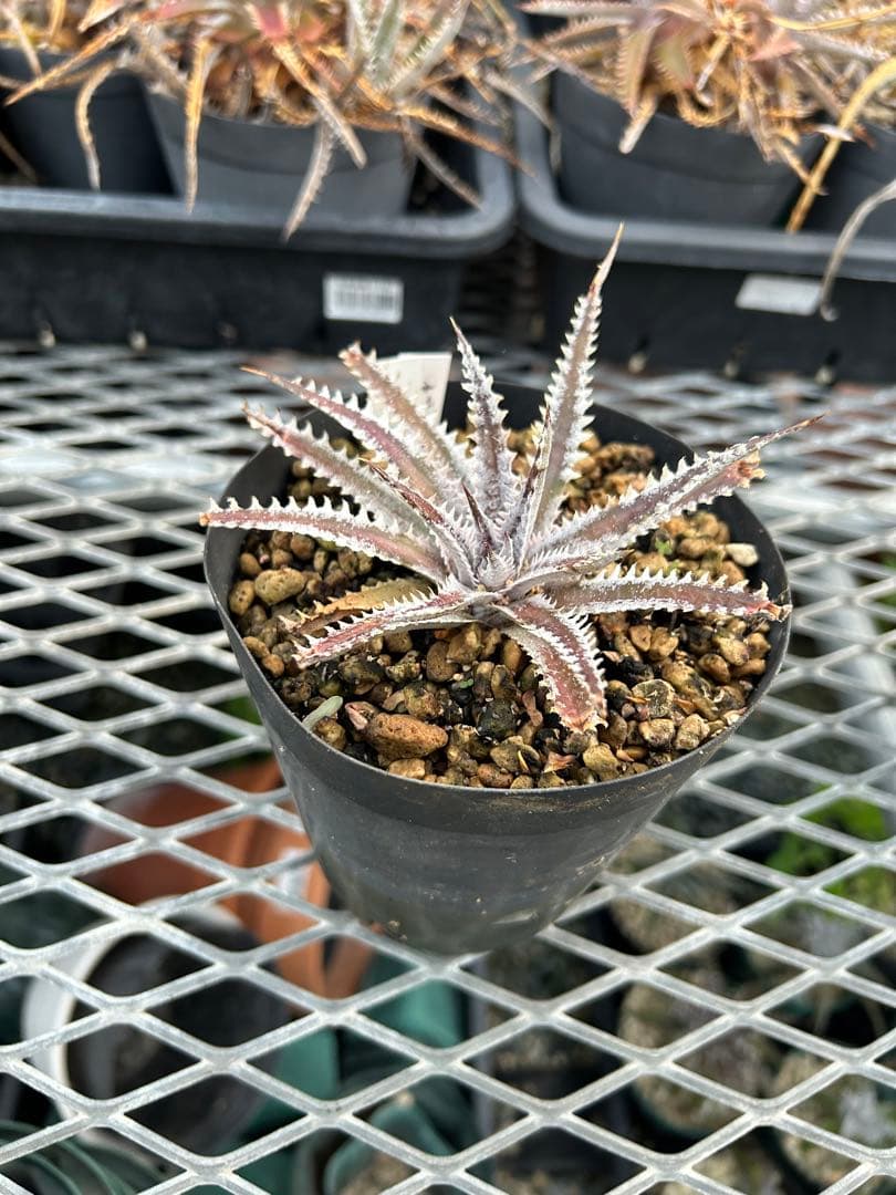 メガレア ビルベイカー ディッキア Dyckia First Cousin ⑷