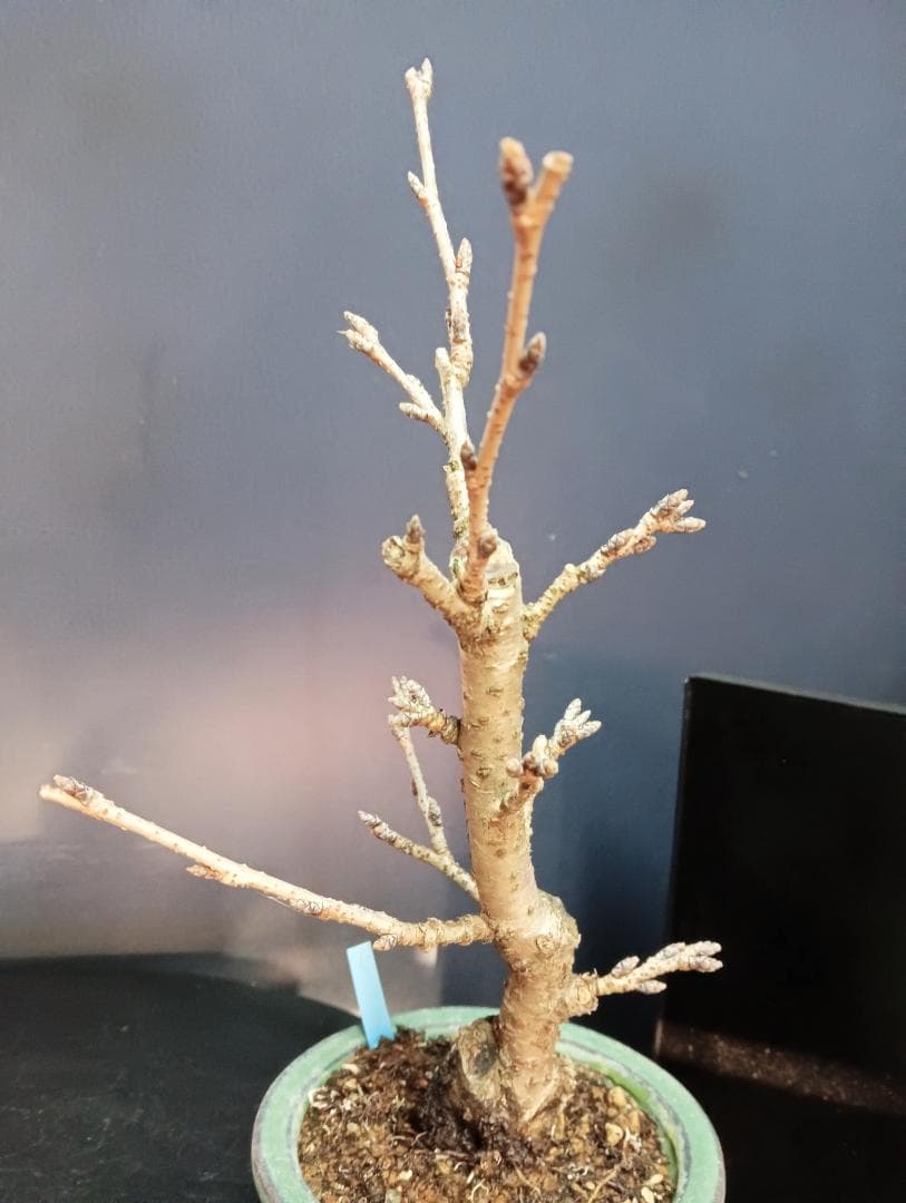 さくら盆栽、染井吉野桜花芽付き