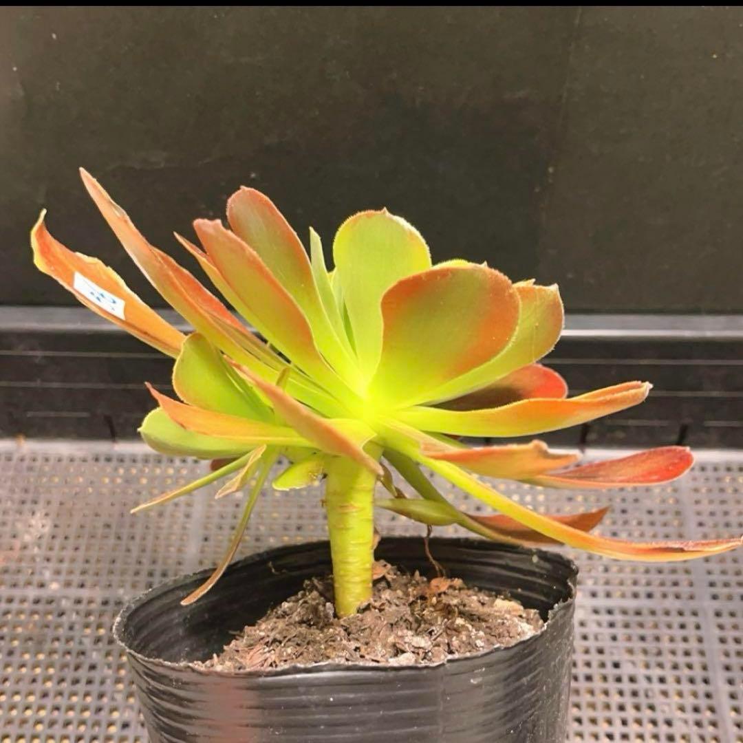 56#多肉植物アエオニウム錦❤️青檬❤️ 青レモン ❤️1大頭1小頭21cm拨き苗