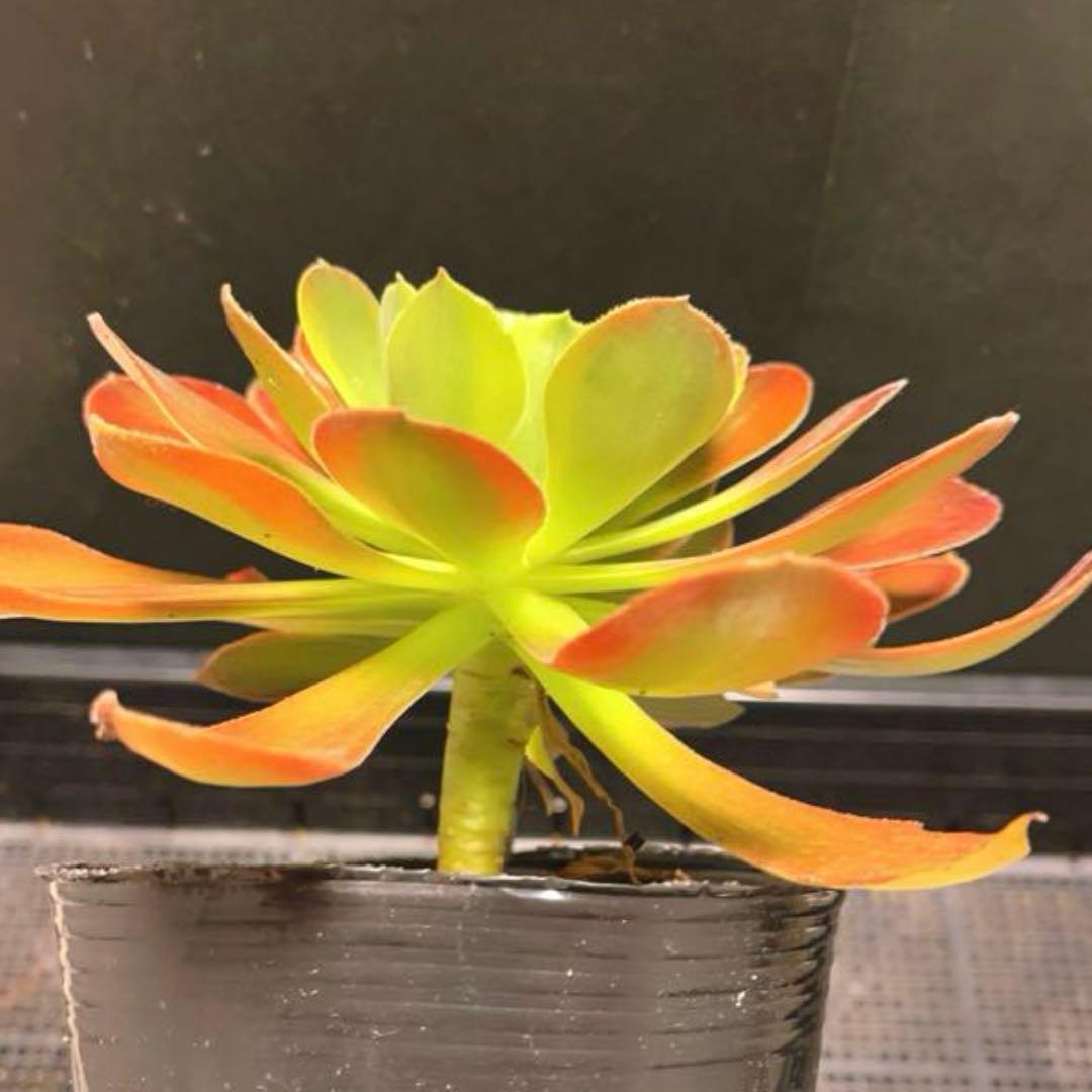 56#多肉植物アエオニウム錦❤️青檬❤️ 青レモン ❤️1大頭1小頭21cm拨き苗