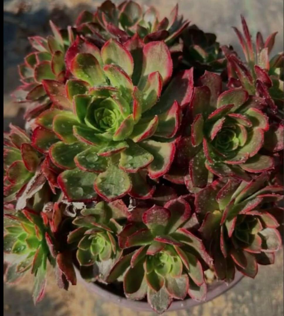 多肉植物アエオニウム錦❤️ハロウィン黄錦❤️