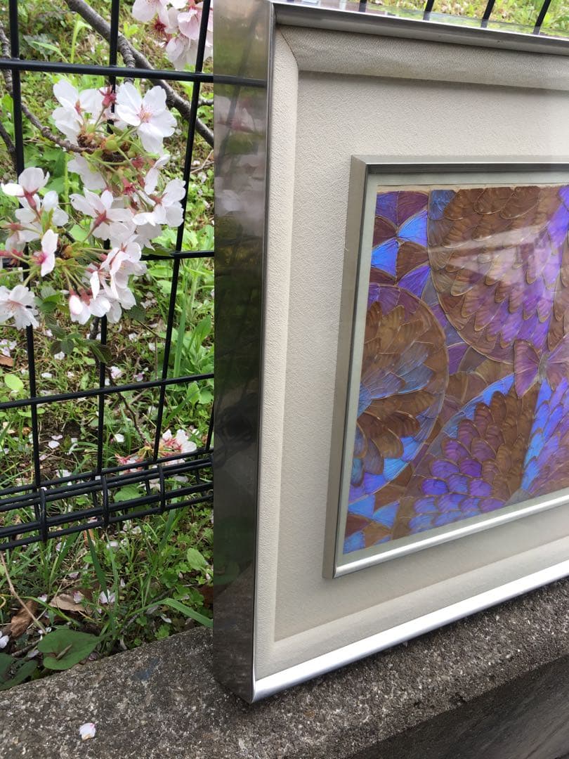 レア【美品】モルフォ蝶 額入り 蝶額 アート 希少 昆虫モルフォ蝶