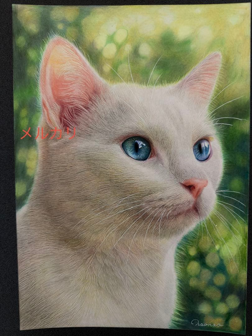色鉛筆画A4白猫37