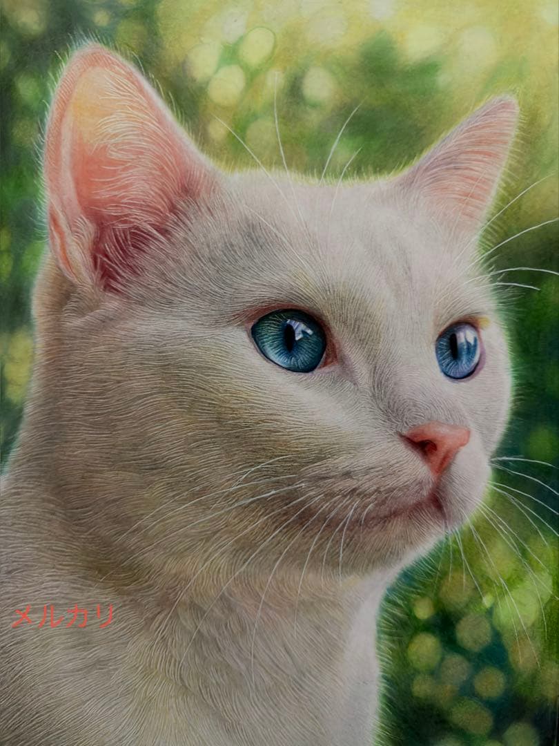 色鉛筆画A4白猫37