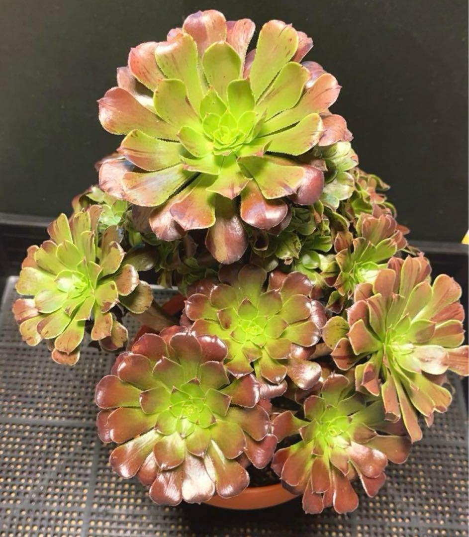18#多肉植物アエオニウム錦❤️ ガーネット花颜錦 ❤️1頭9cmカット苗