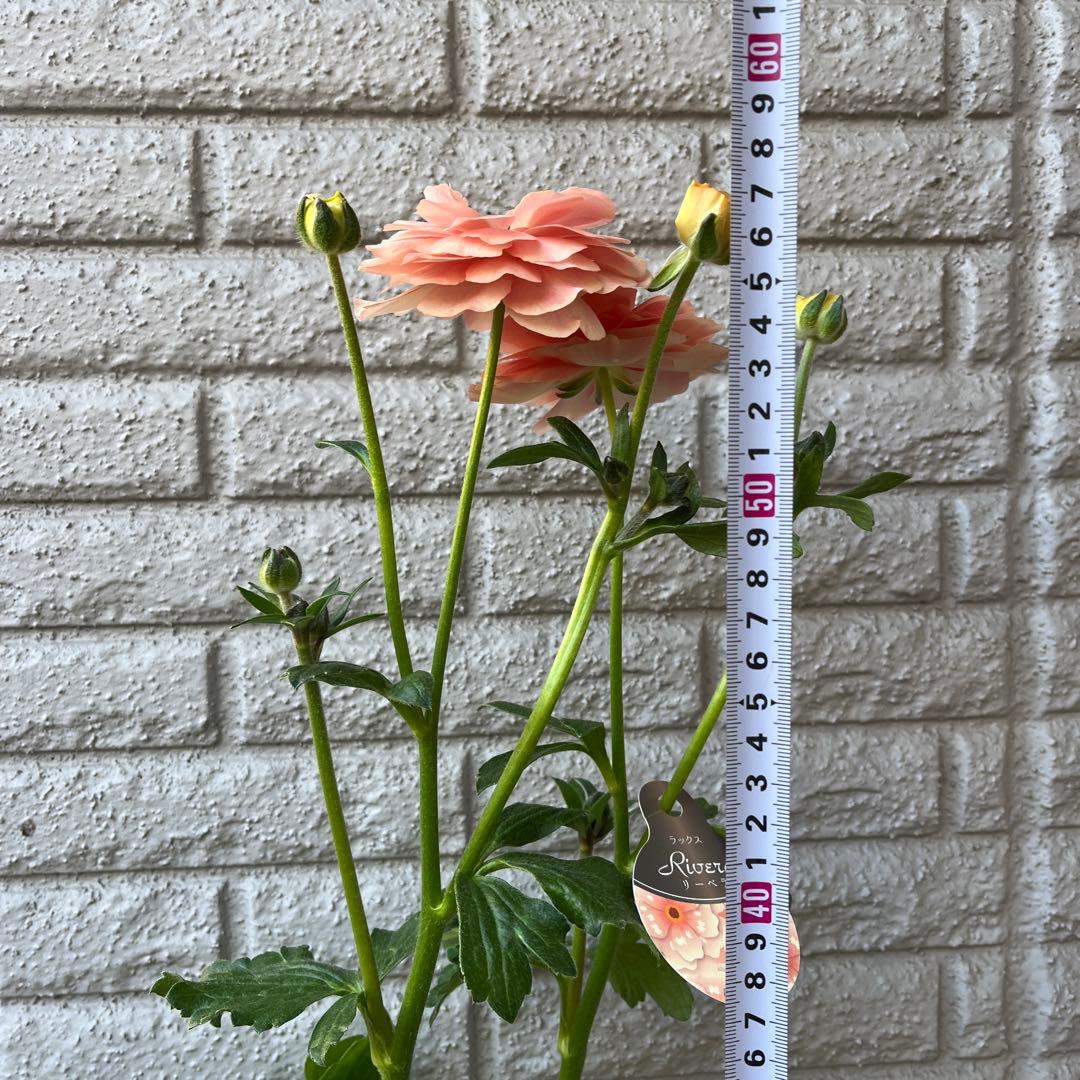 Hanana ラナンキュラス ラックス リーベラ