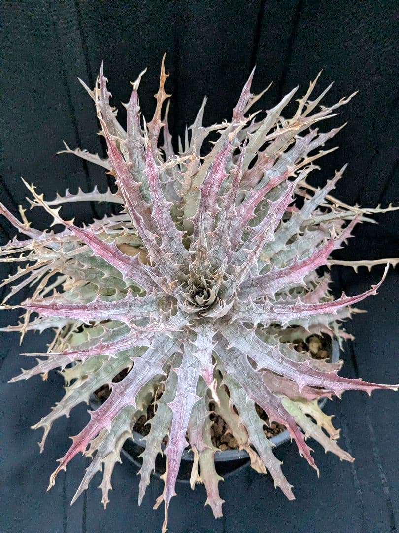 Dyckia BattleAxe　D029 バトルアックス　バトルアクス