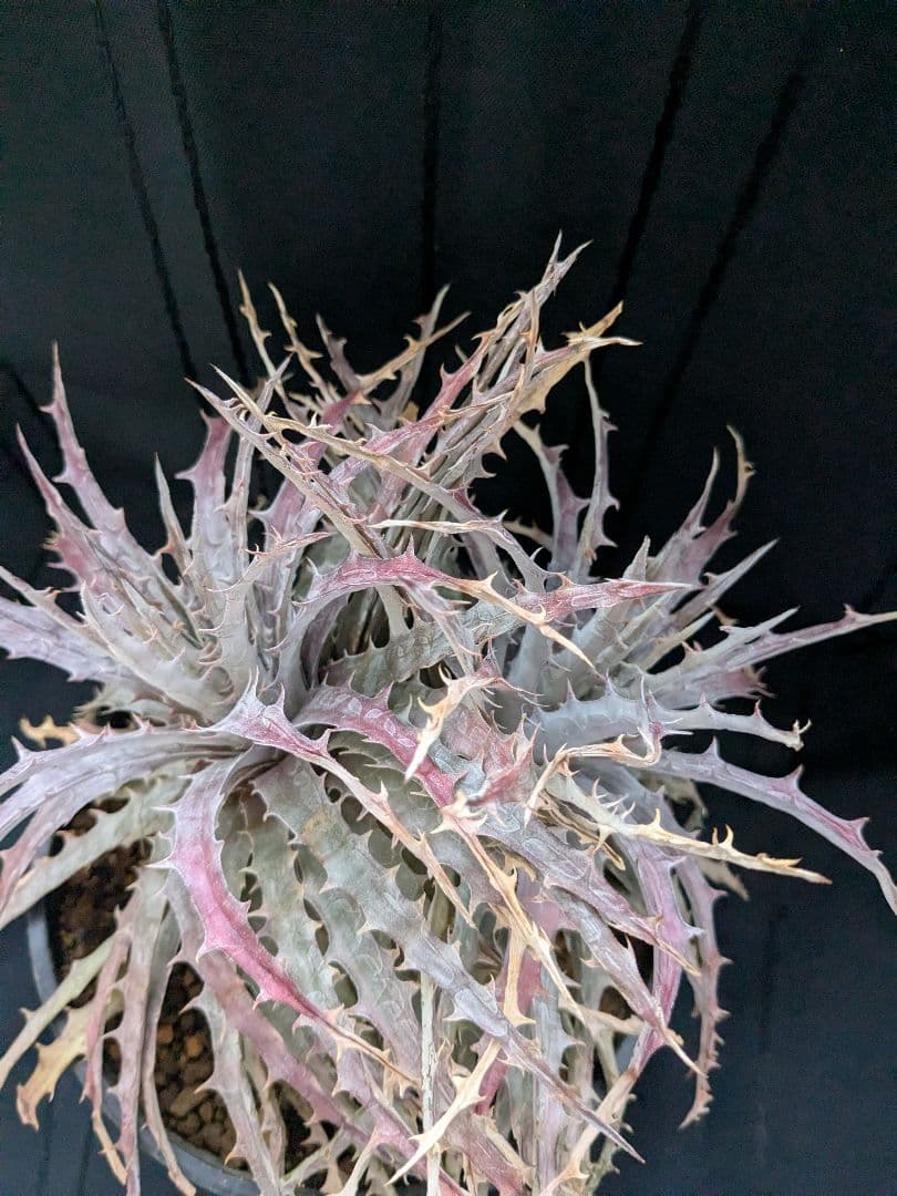 Dyckia BattleAxe　D029 バトルアックス　バトルアクス