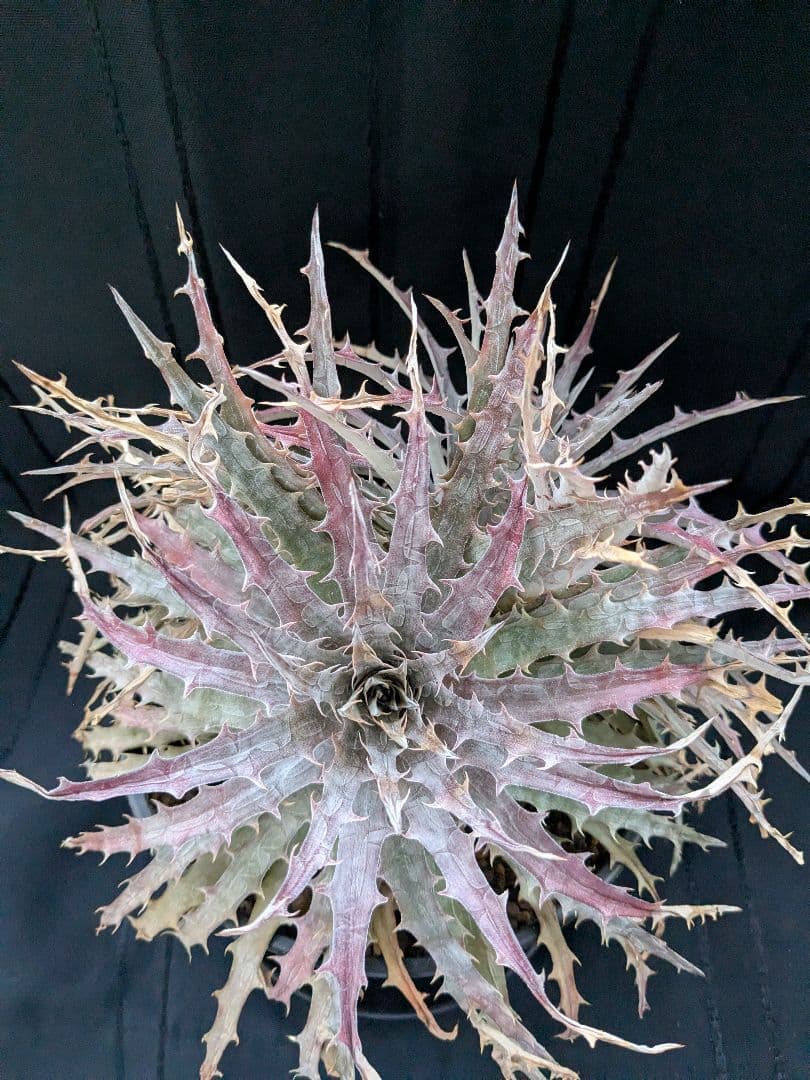 Dyckia BattleAxe　D029 バトルアックス　バトルアクス