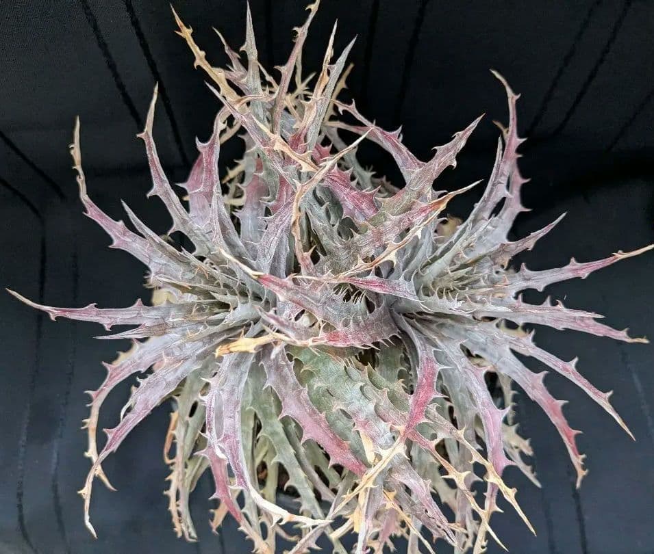 Dyckia BattleAxe　D029 バトルアックス　バトルアクス