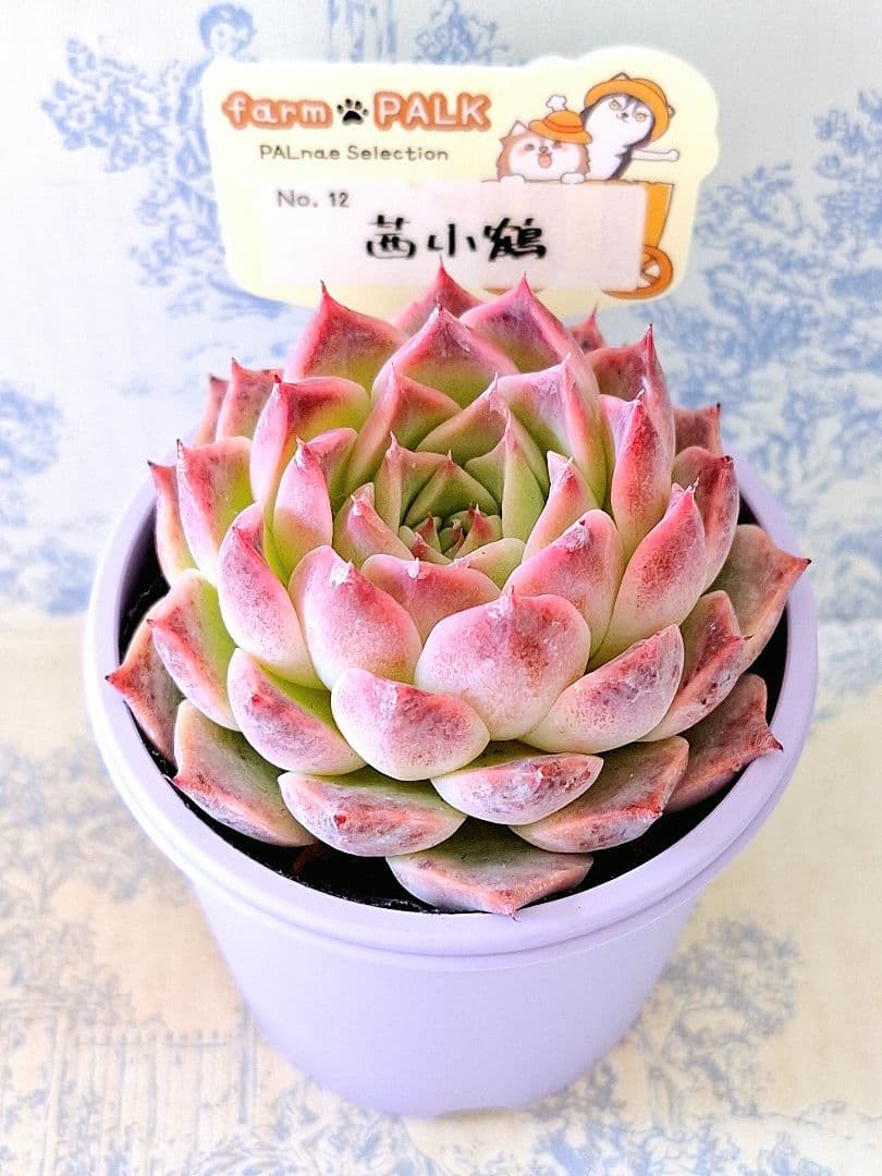 茜小鶴　札付きポットごとメルカリ便ファームパルクさん苗