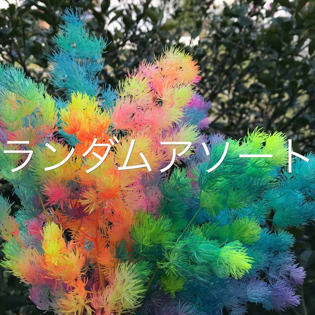 販売ラスト‼️ 琉球*海花のたね　カラフル ミリオグラタス