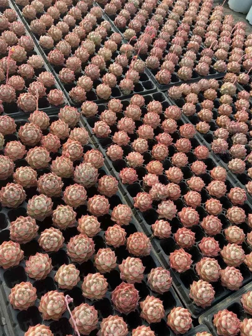 Top【選抜株】多肉植物　22407ロカ　128個　プラグトレー苗