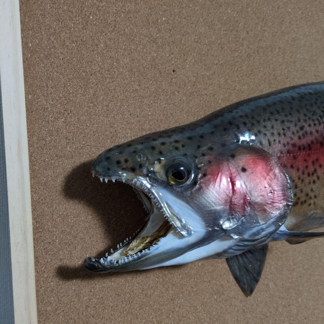 魚類剥製　ニジマス　雄　57㎝　魚剥製