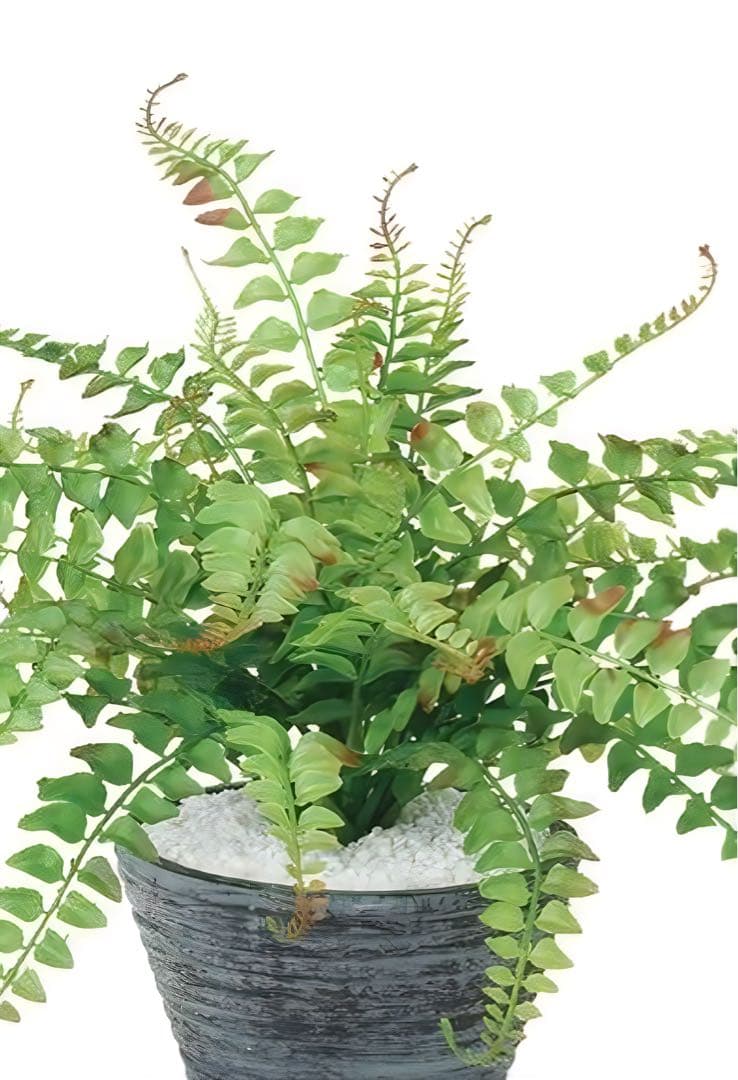 光触媒　人工観葉植物　ウォールグリーン　フェイクグリーン　ワイルドグラスファン@