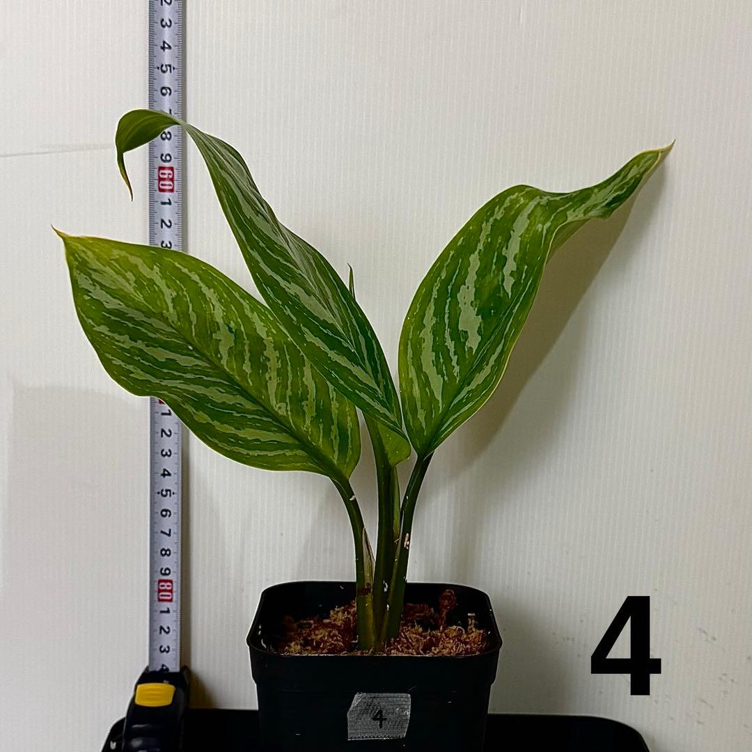 アグラオネマ ニティドゥム カーティシー 観葉植物 LEON レオン 4
