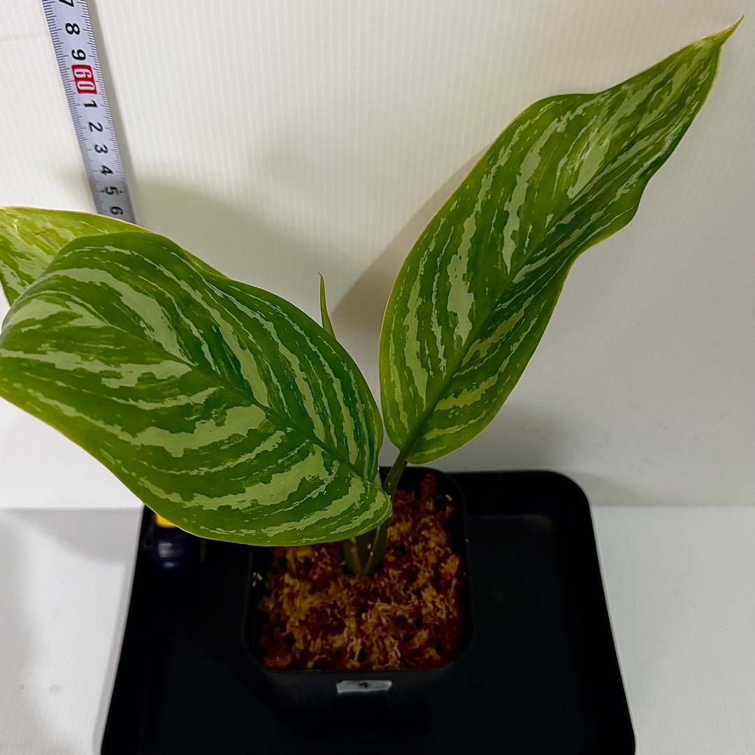 アグラオネマ ニティドゥム カーティシー 観葉植物 LEON レオン 4