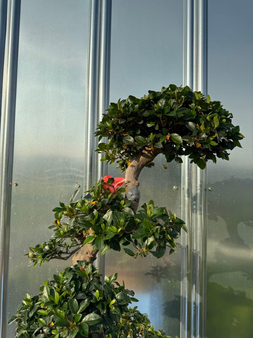 皐月盆栽