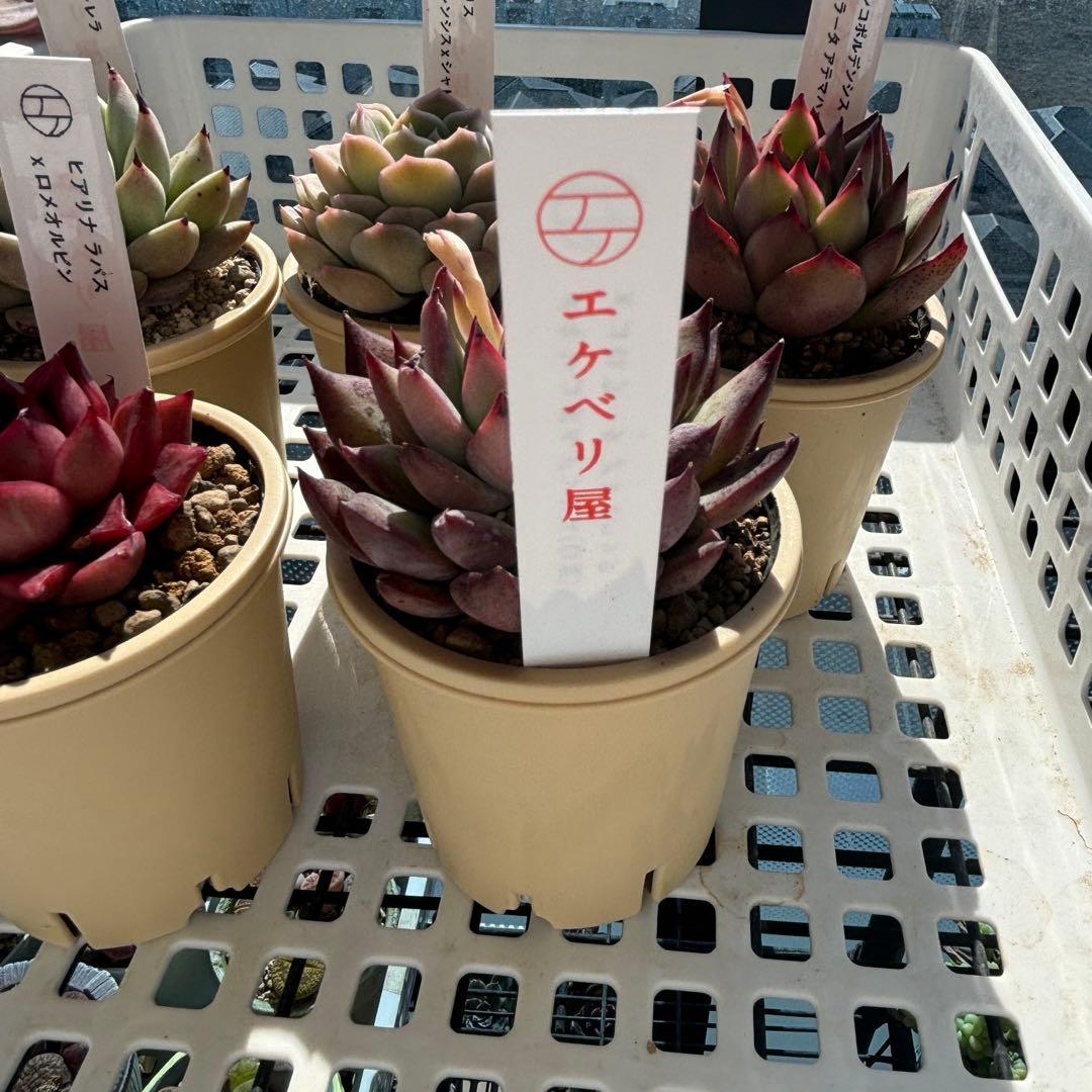 エケベリ屋　エケ苗おすすめ5苗セット　札付き　鉢ごと