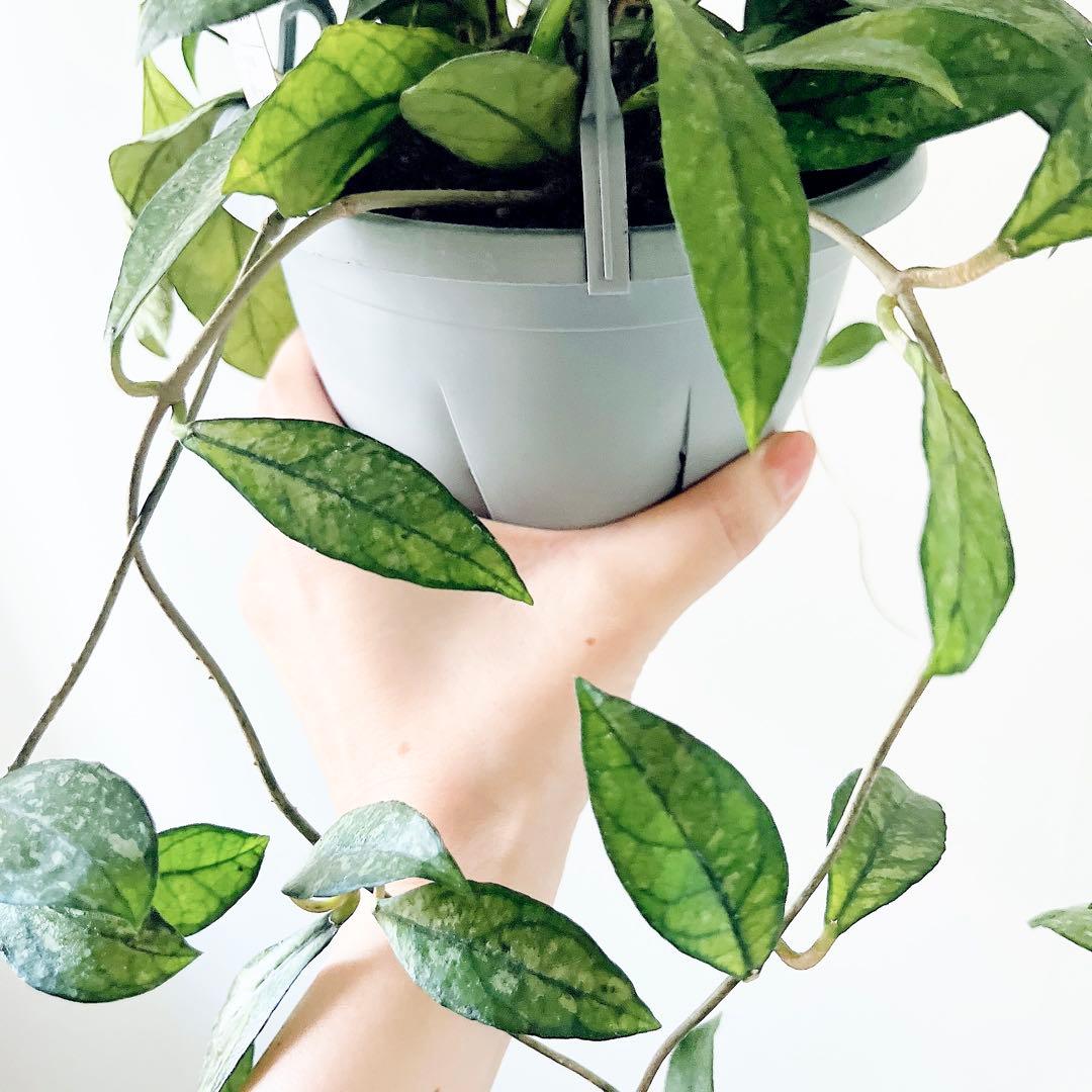 《希少》ホヤ クラッシーペティオラータ スプラッシュ 観葉植物 吊り下げ