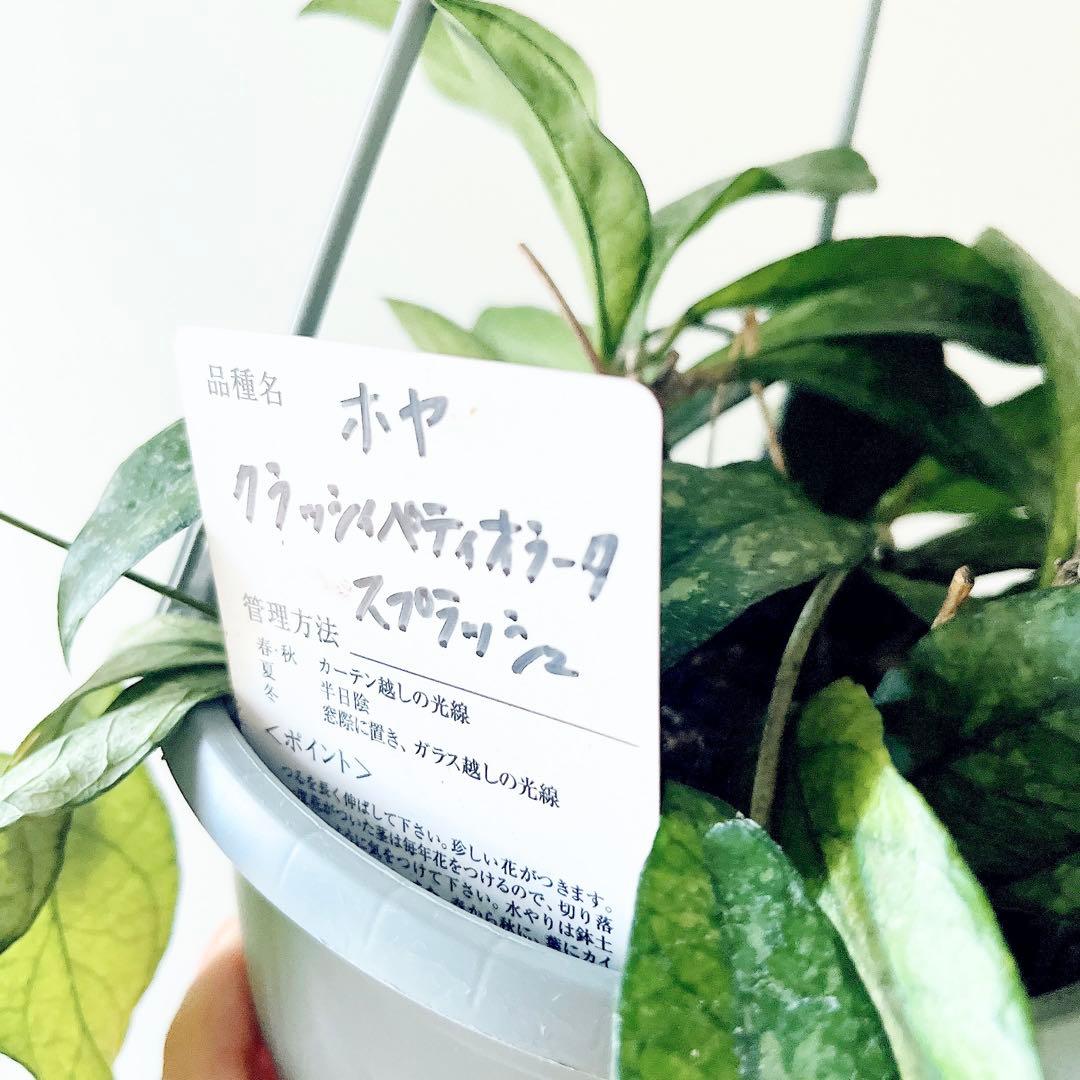 《希少》ホヤ クラッシーペティオラータ スプラッシュ 観葉植物 吊り下げ