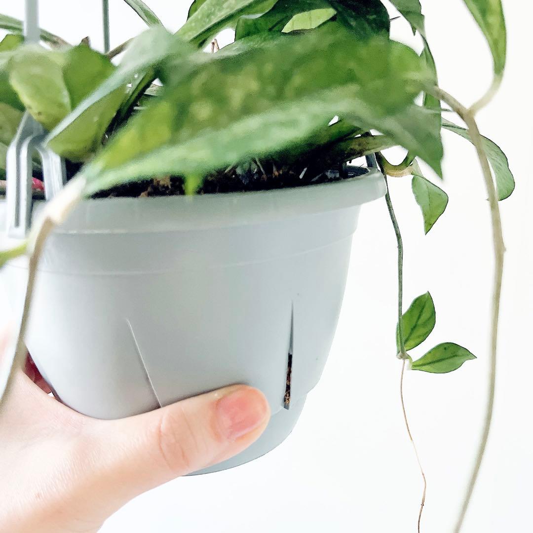 《希少》ホヤ クラッシーペティオラータ スプラッシュ 観葉植物 吊り下げ