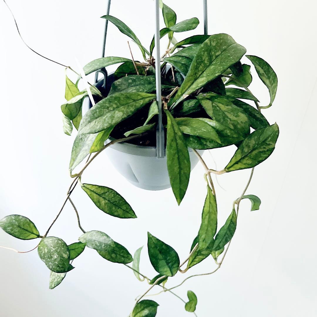 《希少》ホヤ クラッシーペティオラータ スプラッシュ 観葉植物 吊り下げ