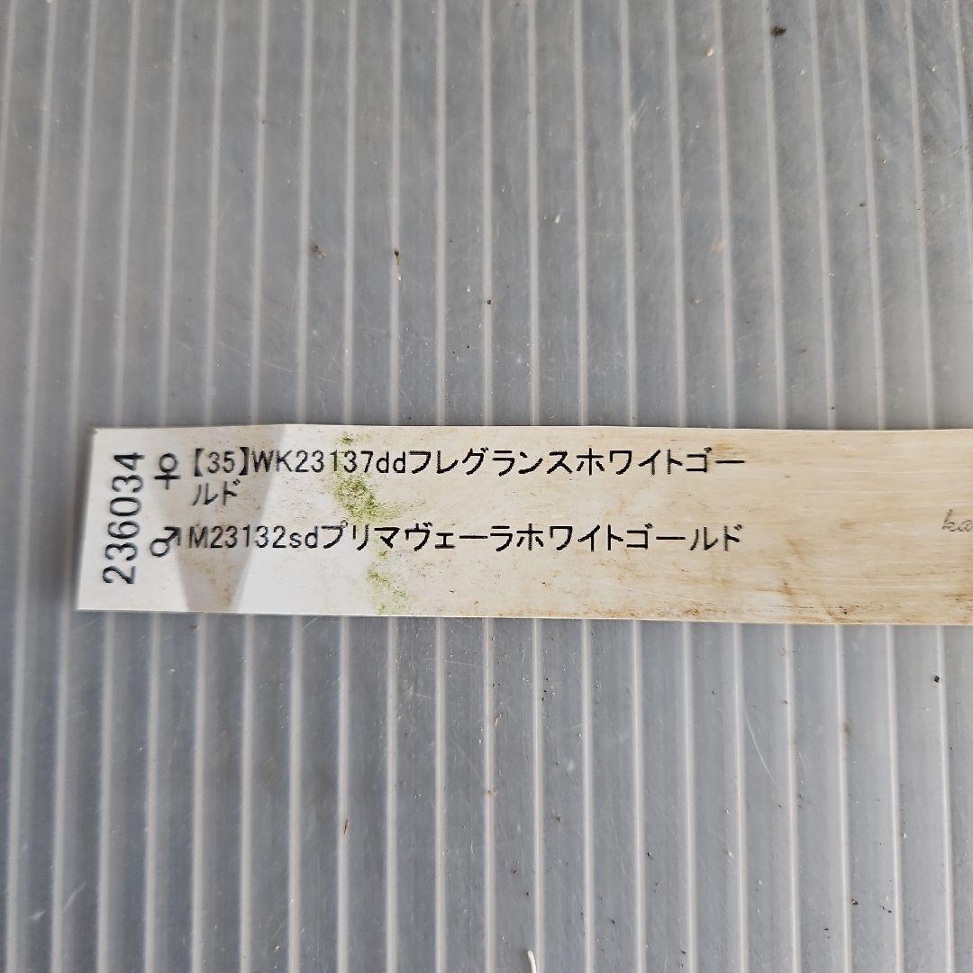 ㉖-631クリスマスローズ
