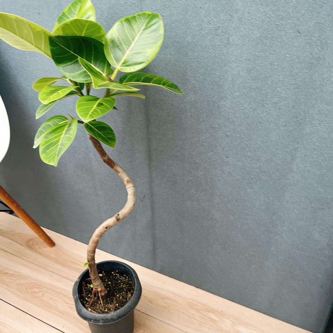 ［現品］A2 フィカス　アルテシマ　曲がり　6号　観葉植物　室内　ゴムの木　人気