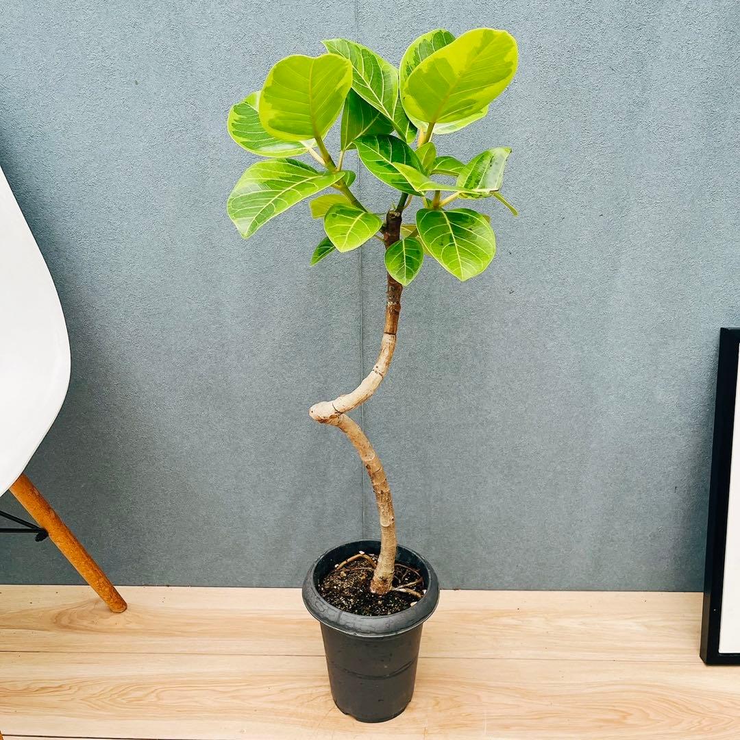 ［現品］A2 フィカス　アルテシマ　曲がり　6号　観葉植物　室内　ゴムの木　人気