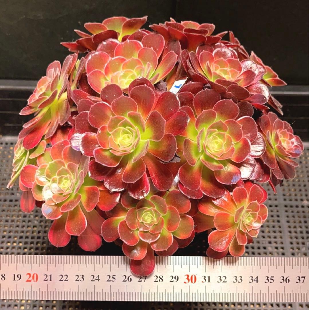 92#多肉植物アエオニウム錦❤️ アンナ錦❤️14頭21cm 鉢土付き出荷