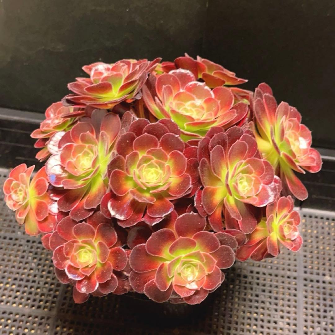 92#多肉植物アエオニウム錦❤️ アンナ錦❤️14頭21cm 鉢土付き出荷